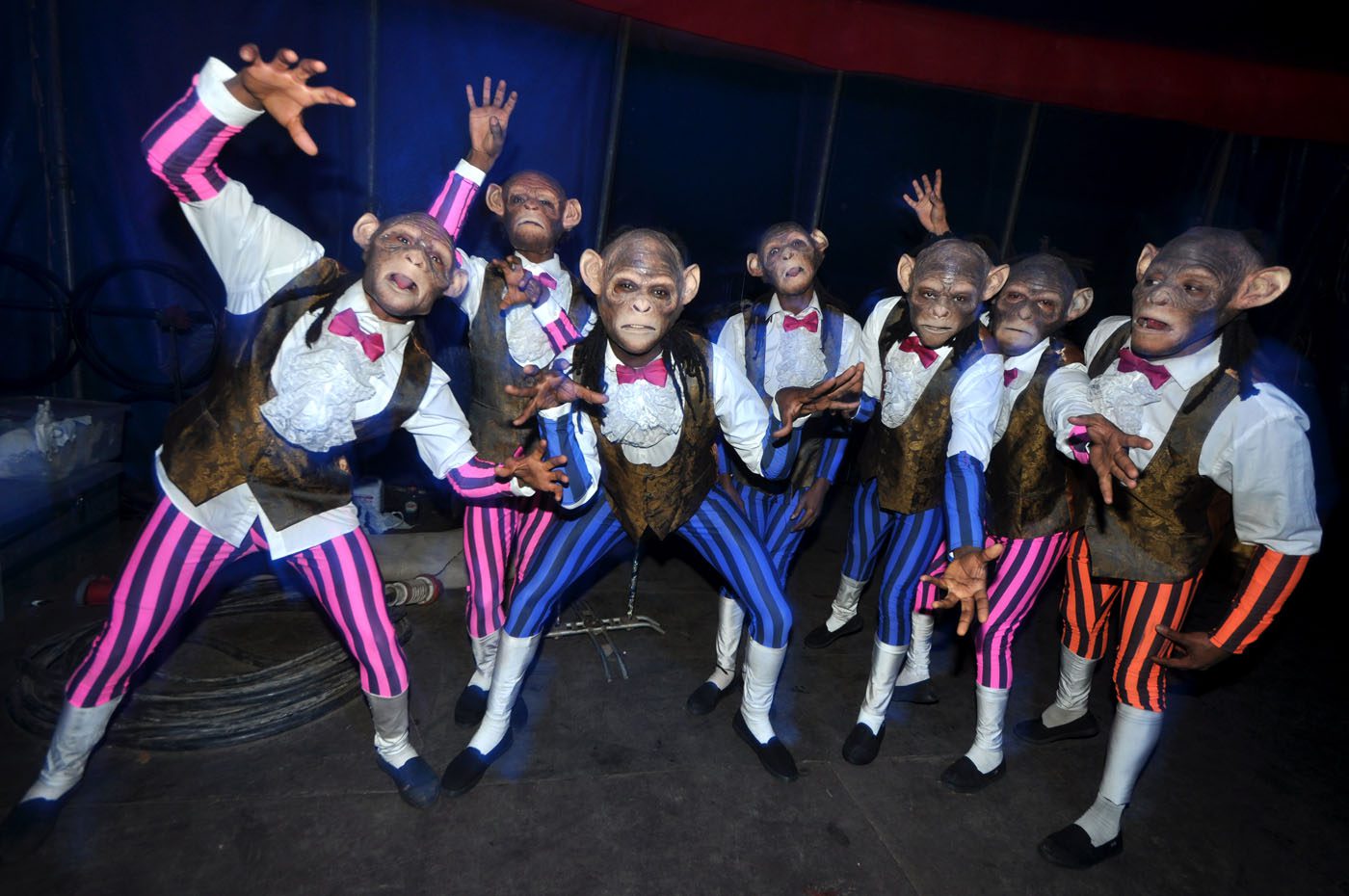 The Chimps At Zippos Circus 2010